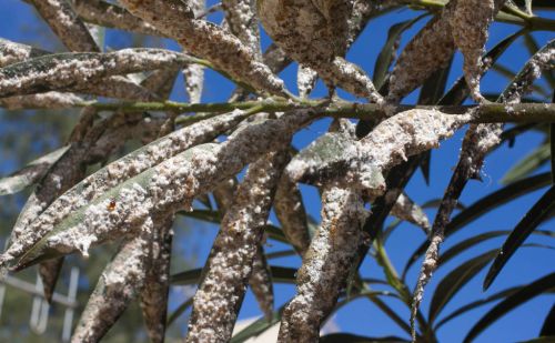 这个新药几分钟即可杀死害虫，可杀30多种害虫