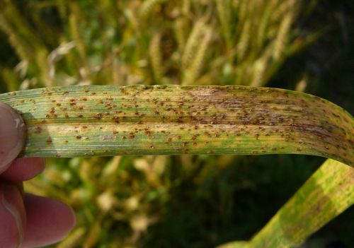 超实用的小麦生长中后期主要病虫害高清图谱