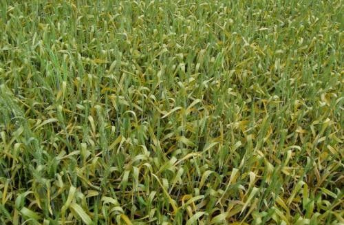 超实用的小麦生长中后期主要病虫害高清图谱