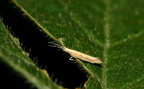 又一个新型绿色无公害农产品生产专用杀虫剂上市，专治抗性害虫