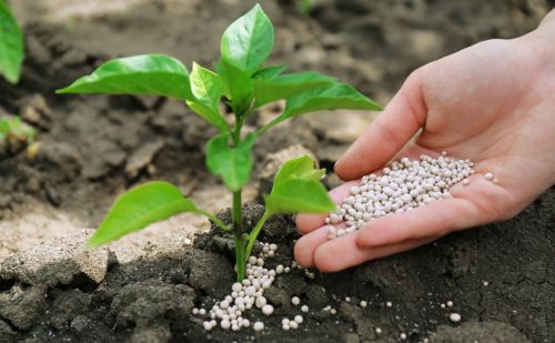 这些常见肥料瞬间变农药，杀虫、治病，绿色安全又增产