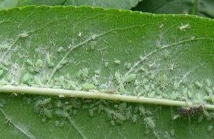 果树蚜虫种类最详细图谱及最新防治方法
