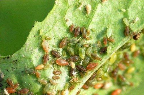 果树蚜虫种类最详细图谱及最新防治方法