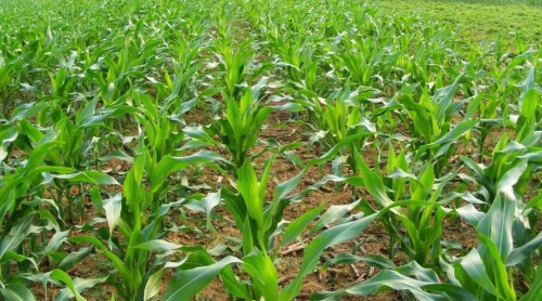 又一新型玉米田除草剂上市，苗期苗后通用、快速除草，三重除草