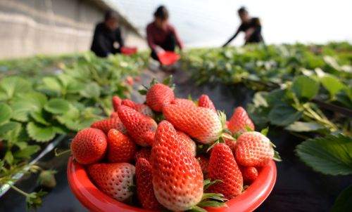 甲维、氯虫、茚虫杀虫不行了，这个新药你可以试试