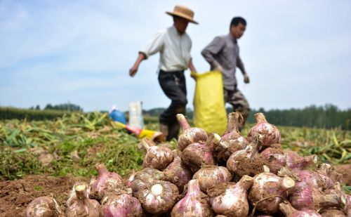 蒜蛆、韭蛆令农民的头疼，这几个方法比农药都有效