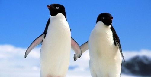 为什么北极熊不能和企鹅生活在一起(为什么北极熊不能和企鹅做朋友)