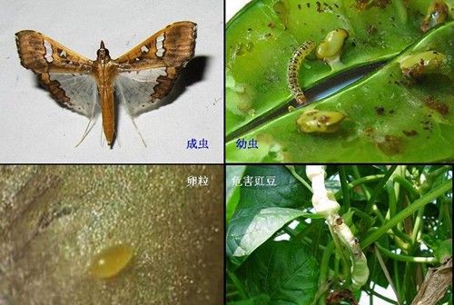 这个新药可用于50多种作物，60多种害虫，“康宽二代”来啦