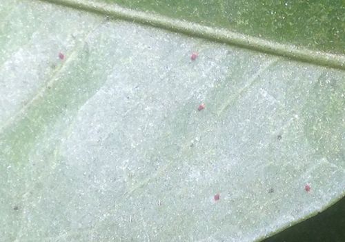 这个药红蜘蛛、蓟马、梨木虱、介壳虫、白粉虱通杀，持效期达8周