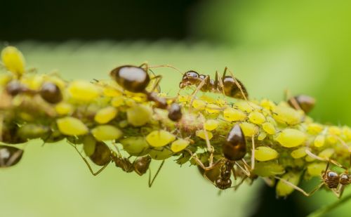 这个新药杀虫只需3分钟，可以让所有害虫不再猖狂