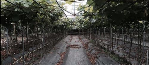 这样除草一天除500亩，用一次管5年