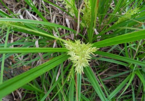 这个新药专治日本看麦娘、虉草、硬草等禾本科杂草