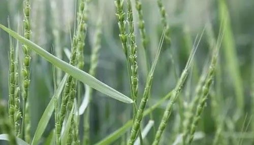 这个药专治麦田节节麦、雀麦、日本看麦娘等恶性杂草，效果超好