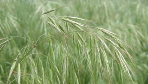 这个药专治麦田节节麦、雀麦、日本看麦娘等恶性杂草，效果超好