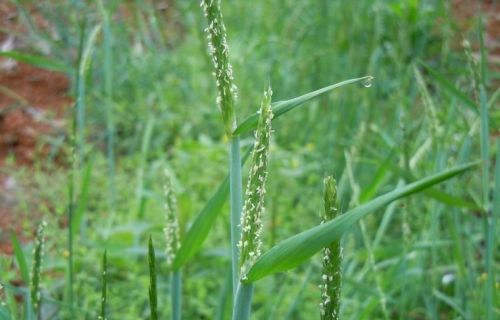 这个药专治麦田节节麦、雀麦、日本看麦娘等恶性杂草，效果超好