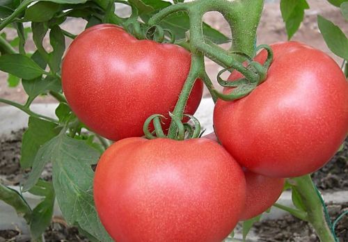 番茄种植小妙招，农民都说防病增产很有效