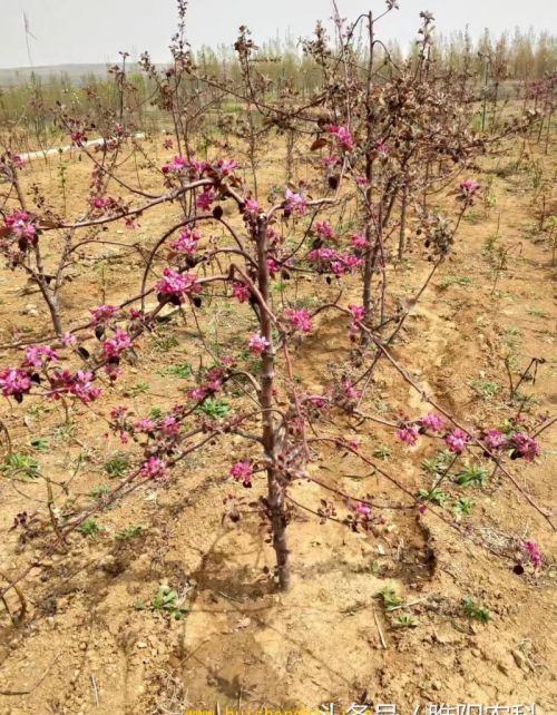 这种苹果三年可丰产，亩效益可达3万元