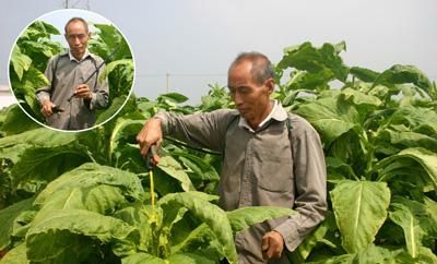 这个除草剂功能不但除草，还有你不知道的秘密