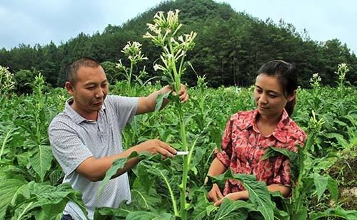 这个除草剂功能不但除草，还有你不知道的秘密