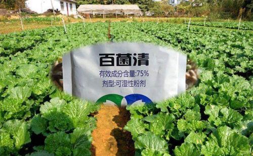 百菌清使用时记住这些，效果翻倍