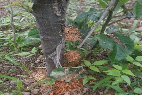 蛀干害虫危害严重，现在防治正当时