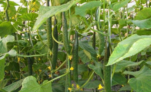夏季种黄瓜，记住这四点，保证优质又高产