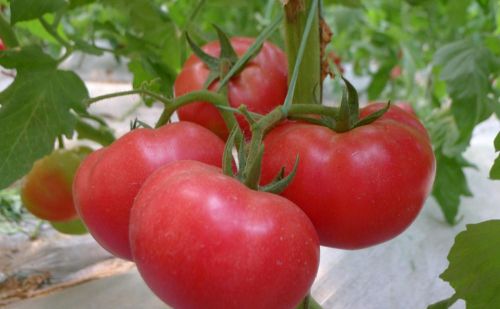 秋番茄产量高，效益好，培育壮苗最重要