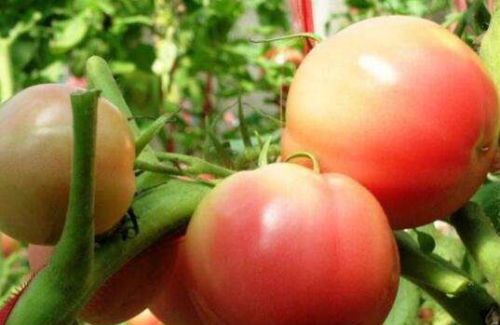 夏季番茄容易裂果，注意这些最重要