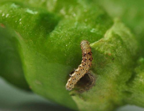蔬菜上的这个虫，进入盛发期，毁果很严重，注意查治