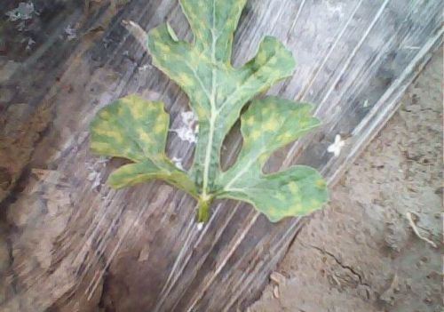 西瓜这个病，毁叶很严重，防治正当时
