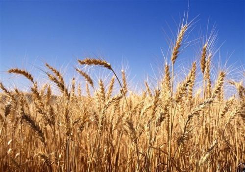 小麦要想不减产，做好这一点很关键