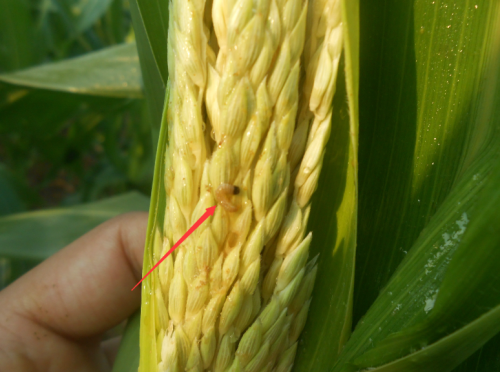 玉米螟为害严重，春玉米这样防治最有效