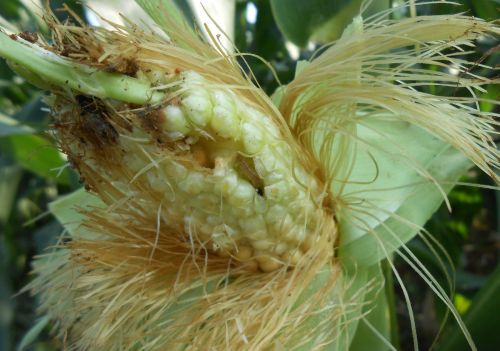 玉米螟为害严重，春玉米这样防治最有效