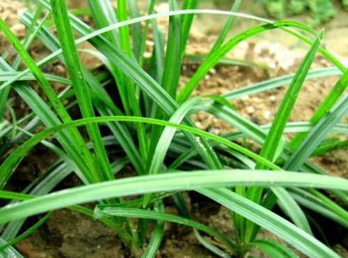 玉米田几种恶性杂草防治方法