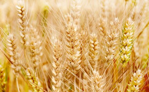 小麦已进入产量形成关键期，做好这几项工作非常重要