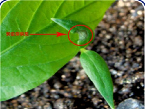 辣椒苗期这两个病危害最重，这样防治效果最好