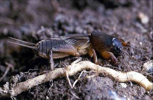 地下害虫危害大，这样防害虫死光光