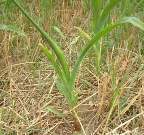 玉米田除草剂易发生药害，加点它，除草安全又高效