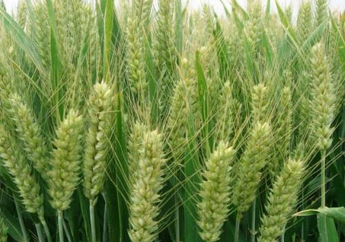 磷酸二氢钾在小麦生长中后期的妙用（注意收藏）