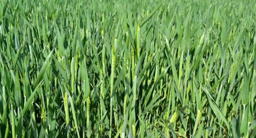 磷酸二氢钾在小麦生长中后期的妙用（注意收藏）