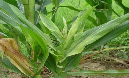 玉米上的“癌症”，为害最严重，播种就要防