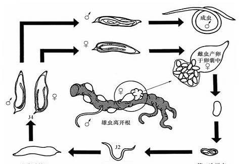 西瓜这个最难治的病，防治正当时