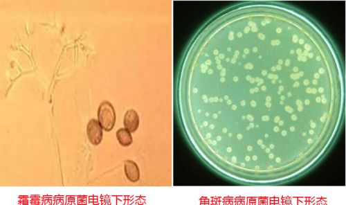 你能分清黄瓜最容易混淆的这两个病吗，现在棚室危害最严重