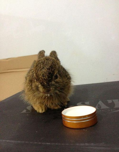 捡到一窝小兔子，带回家都不肯吃东西，野兔怎么养？