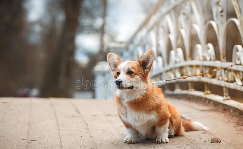 柯基犬多少钱一只?在购买时需要哪些注意事项呢(柯基犬大概多少钱一只?)