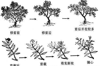 想让月季不招虫?学会这一招,越养花越大的说说(如何让月季不长虫)