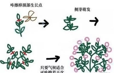 想让月季不招虫?学会这一招,越养花越大的说说(如何让月季不长虫)