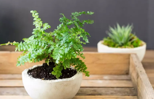 蕨类植物都有哪几种,有何特点呢(蕨类植物都有哪几种,有何特点和作用)