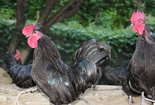 肉鸡催肥要注意什么 鸡吃什么增肥最快 鸡吃什么长得又快又肥