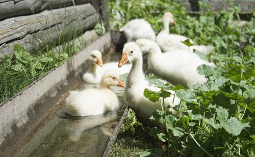 怎么给小鹅补钙鹅缺钙的症状有哪些给鹅补钙喂什么